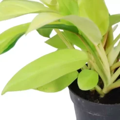 Philodendron 'Malay Gold' 12cm -Garden Care Supply Store philodendron malay gold 1598445670 1338x1338 61f2bee3021db l