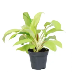 Philodendron 'Malay Gold' 12cm -Garden Care Supply Store philodendron malay gold 1598445670 1536x1536 61f2bedd99061 l