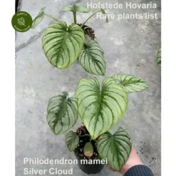 Philodendron Mamei 'Silver Cloud'