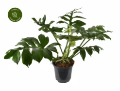 Philodendron 'Mayoi' 21cm