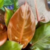 Philodendron 'McColley's Finale' 12cm