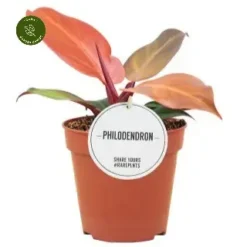 Philodendron 'McColley's Finale' 12cm -Garden Care Supply Store philodendron mccolley s finale 320x320 64006630f0727 l
