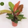 Philodendron 'Prince Of Orange' 17cm -Garden Care Supply Store philodendron prince of orange 400x354 633159cbc41d1 l