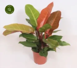 Philodendron 'Prince Of Orange' 17cm