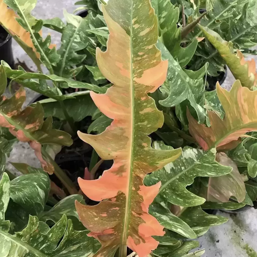 Philodendron 'Ring Of Fire' 9cm 3 Philodendron 'Ring Of Fire' 9cm