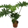 Philodendron Selloum Elefantia -Garden Care Supply Store philodendron selloum elefantia 994x800 61f2e38837544 l