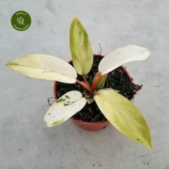 Philodendron 'Snowdrift'