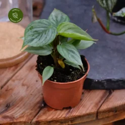 Philodendron Sodiroi -Garden Care Supply Store philodendron sodiroi 1664x1664 628ce3f52db79 l