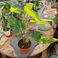 Philodendron Domesticum 'Variegata'