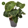 Philodendron Verrucosum 'Incensi' -Garden Care Supply Store philodendron verrucosum incensi 1152x1152 63315cb753291 l