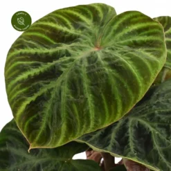 Philodendron Verrucosum 'Incensi' -Garden Care Supply Store philodendron verrucosum incensi 881x881 63315cb891b1c l