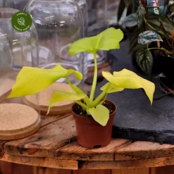 Philodendron Warscewiczii Aurea