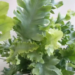 Phlebodium Aureum 'Davana' 12cm