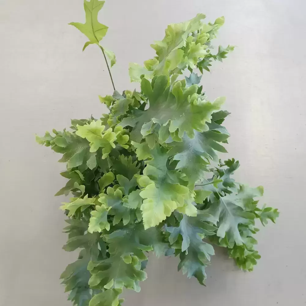 Phlebodium Aureum 'Davana' 12cm 5 Phlebodium Aureum 'Davana' 12cm - Image 3