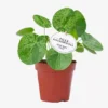 Pilea Peperomioides 'Mojito' -Garden Care Supply Store pilea peperomioides mojito 958x959 61f2cc8acd78e l