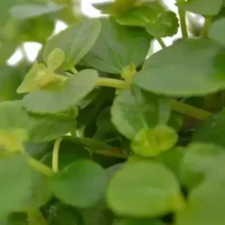 Pilea Depressa 'Sao Paulo' 10.5cm 5 Pilea Depressa 'Sao Paulo' 10.5cm -Garden Care Supply Store pilea sao paulo 495x495 63f7762e75fd8 l