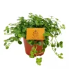 Pilea Depressa 'Sao Paulo' 10.5cm -Garden Care Supply Store pilea sao paulo 742x742 63f7762e73e8b l