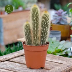 Pilosocereus Chrysostele