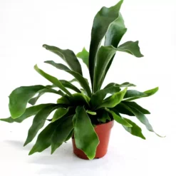 Platycerium Bifurcatum