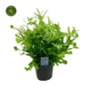 Pteris Mayii 2 Pteris Mayii -Garden Care Supply Store pteris mayii 600x600 63b447df25a68 l