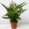 Pteris Straminea 1 Pteris Straminea -Garden Care Supply Store pteris straminea 1133x1200 61f2fb9d425d5 l