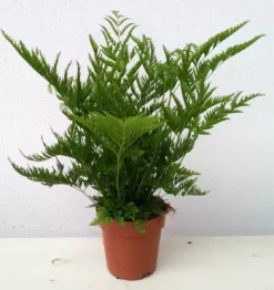 Pteris Straminea