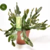 Rhipsalis Agudoensis -Garden Care Supply Store rhipsalis agudoensis 1200x1045 624d467832a9c l