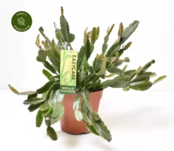 Rhipsalis Agudoensis