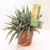 Rhipsalis Baccifera Subsp. Horrida 10.5cm -Garden Care Supply Store rhipsalis baccifera subsp horrida 1536x1536 61f2757fa9b43 l