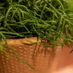 Rhipsalis 'Cashero' 5 Rhipsalis 'Cashero' -Garden Care Supply Store rhipsalis cashero 1623139086 495x495 61f30a50204eb l