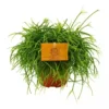 Rhipsalis 'Cashero' -Garden Care Supply Store rhipsalis cashero 742x742 61f30a4e79f64 l