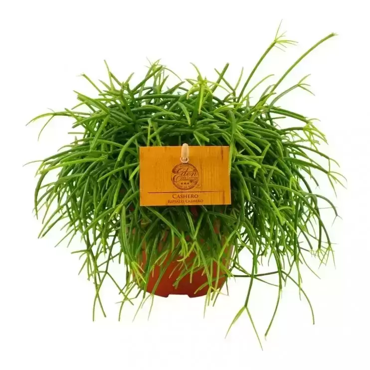 Rhipsalis 'Cashero' 3 Rhipsalis 'Cashero'