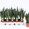 Sansevieria Trifasciata 'Black Coral' 12cm