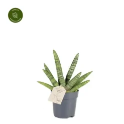 Sansevieria Boncellensis 11cm