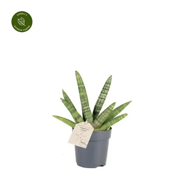 Sansevieria Boncellensis 11cm 3 Sansevieria Boncellensis 11cm