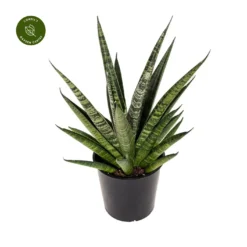 Sansevieria 'Comet Queen Marble' 12cm -Garden Care Supply Store sansevieria comet queen marble 1413x1413 652d49470b75c l