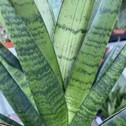 Sansevieria 'Comet Queen Marble' 12cm -Garden Care Supply Store sansevieria comet queen marble 1586359234 1536x1536 61f27aa821ecb l
