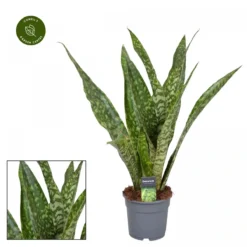 Sansevieria Aubrytiana 'Dragon' 17cm