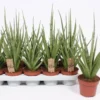 Sansevieria Gracilis 'Grey'