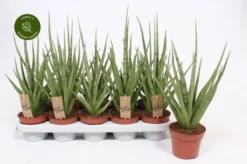 Sansevieria Gracilis 'Grey'