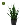 Sansevieria Kirkii 'Friends' -Garden Care Supply Store sansevieria kirkii friends 427x427 63b43b77186ff l