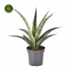 Sansevieria Trifasciata 'Megan' 1 Sansevieria Trifasciata 'Megan' -Garden Care Supply Store sansevieria megan 1160x1160 63d91ee0cef80 l