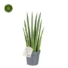 Sansevieria Cylindrica 'Rocket' 11cm 1 Sansevieria Cylindrica 'Rocket' 11cm -Garden Care Supply Store sansevieria rocket 600x600 64a6a058e4e6d l