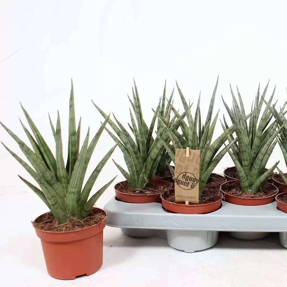 Sansevieria 'Silver Nymph' 10cm 4 Sansevieria 'Silver Nymph' 10cm - Image 2