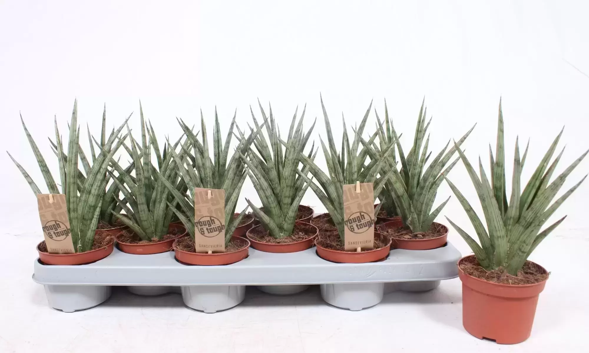 Sansevieria 'Silver Nymph' 10cm 3 Sansevieria 'Silver Nymph' 10cm