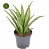 Sansevieria Trifasciata 'Tess' -Garden Care Supply Store sansevieria tess 1056x1056 65104bb8d8ef6 l