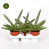 Sansevieria Cylindrica 'Tiara Platinum' 2 Sansevieria Cylindrica 'Tiara Platinum' -Garden Care Supply Store sansevieria tiara platinum 799x799 627d078b7159c l
