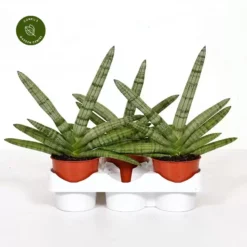 Sansevieria Cylindrica 'Tiara Platinum'