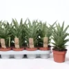 Sansevieria 'Tough Lady' 12cm -Garden Care Supply Store sansevieria tough lady 997x576 61f2fbcb8ef18 l