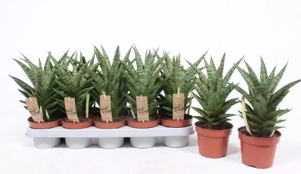 Sansevieria 'Tough Lady' 12cm 3 Sansevieria 'Tough Lady' 12cm